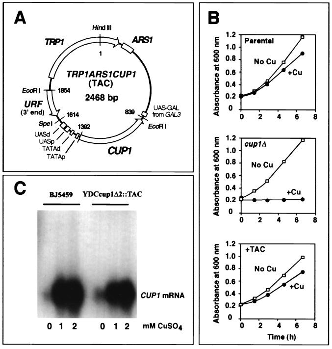 FIG. 1