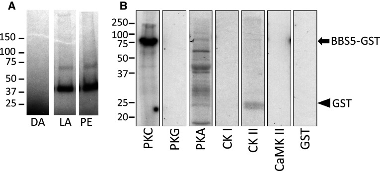 Fig. 3