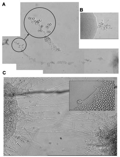 FIG. 6.