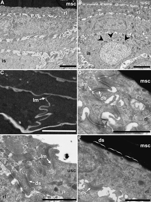 Fig. 10