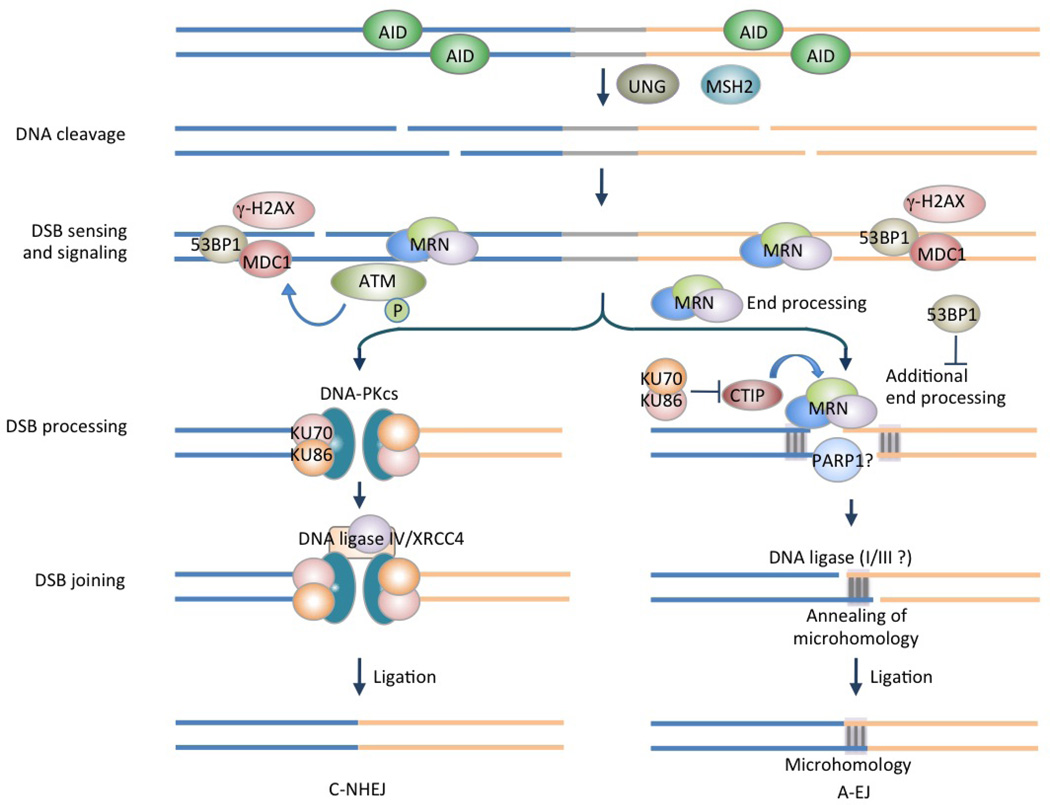 Box 2 | Double-strand DNA break (DSB) resolution in CSR