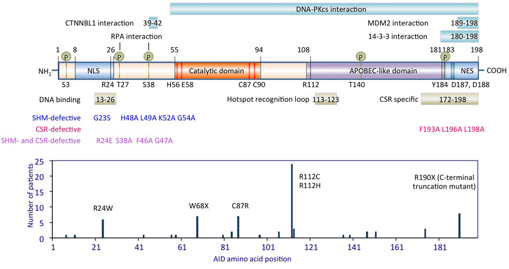 Box 1 | Activation-induced cytidine deaminase (AID)