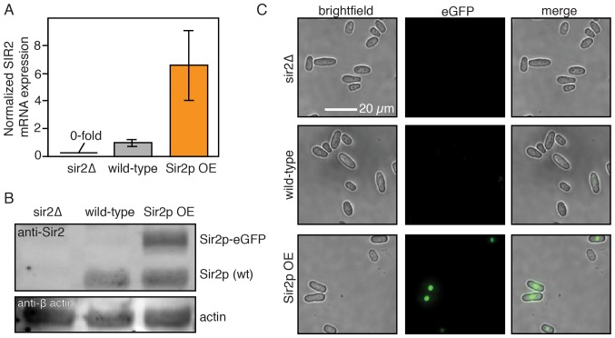 Figure 5—figure supplement 1.