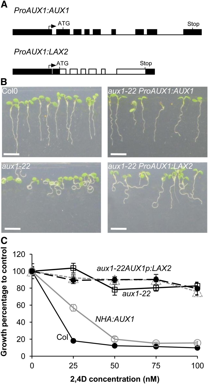 Figure 5.