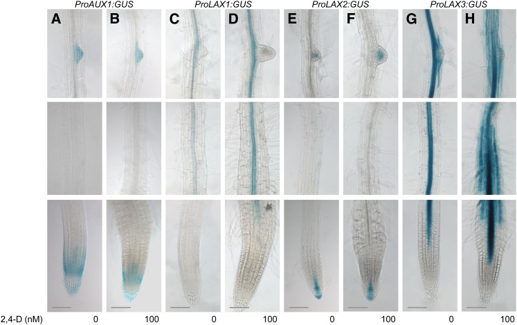 Figure 2.