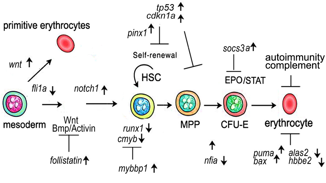 Fig 7