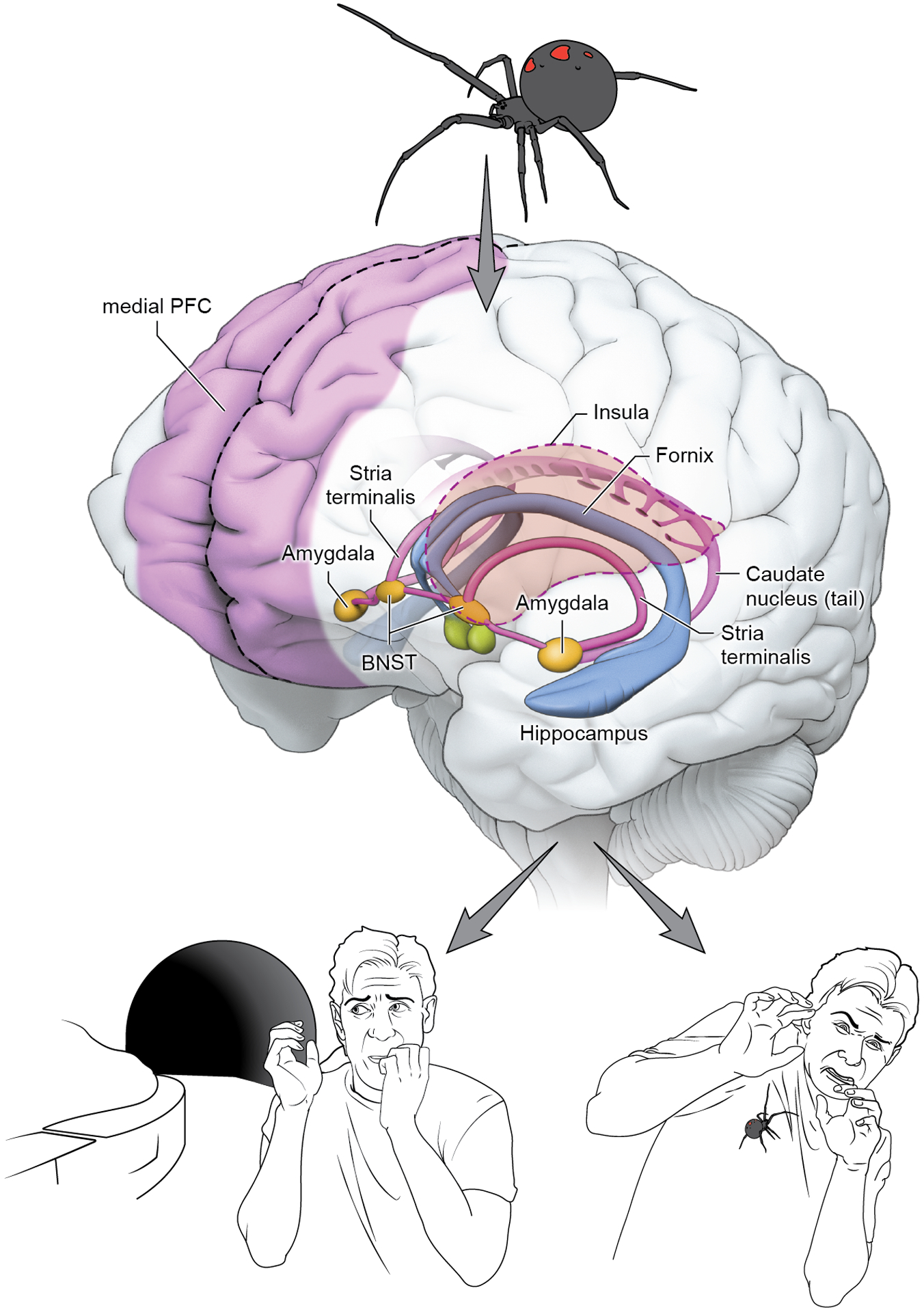 Figure 1 -