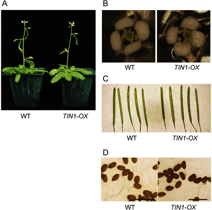 Figure 2. Observation of TIN1-OX plants. (A–D) Pictures of soil-grown wild-type and TIN1-OX (line #2) plants. (A) Five-week-old plants. (B) Eight-week-old flowers. (C) Eight-week-old siliques. (D) Ten-week-old seeds. Bar=1 mm.