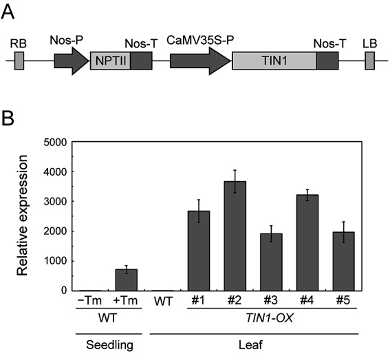 Figure 1. Generation of TIN1-OX plants. (A) A schematic diagram of the construct used to generate TIN1-OX plants. CaMV35S-P, CaMV35S promoter; Nos-P, Nos promoter; Nos-T, Nos terminator; NTPII, neomycin phosphotransferase II; RB, right border; LB, left border; (B) Expression level of TIN1 in wild-type and TIN1-OX plants. RNA was extracted from leaves of 4-week-old wild-type and TIN1-OX plants and subjected to quantitative RT-PCR analysis. Ten-day-old wild-type seedlings treated with 5 µg ml−1 tunicamycin (+Tm) or 0.1% dimethyl sulfoxide (−Tm) were also analyzed for comparison. The expression level of TIN1 was normalized to that of Act8.