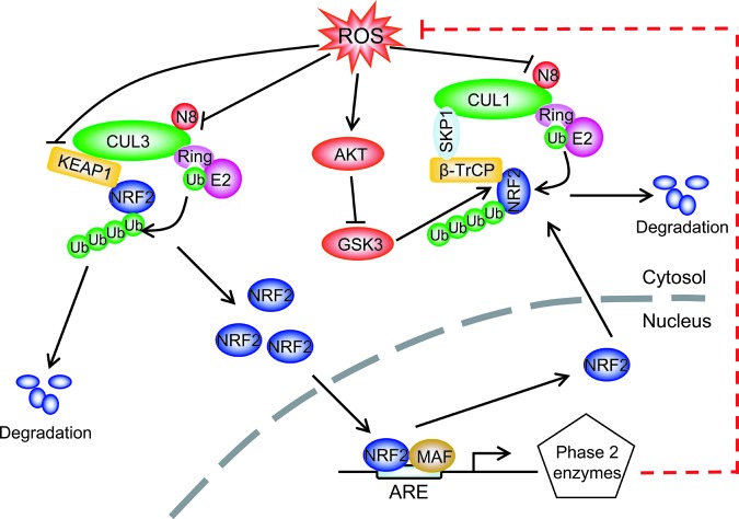 Targeting Neddylation Pathways to Inactivate Cullin-RING Ligases for ...