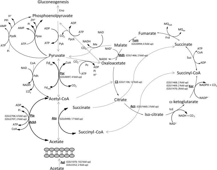 Fig 5