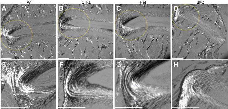 Figure 6