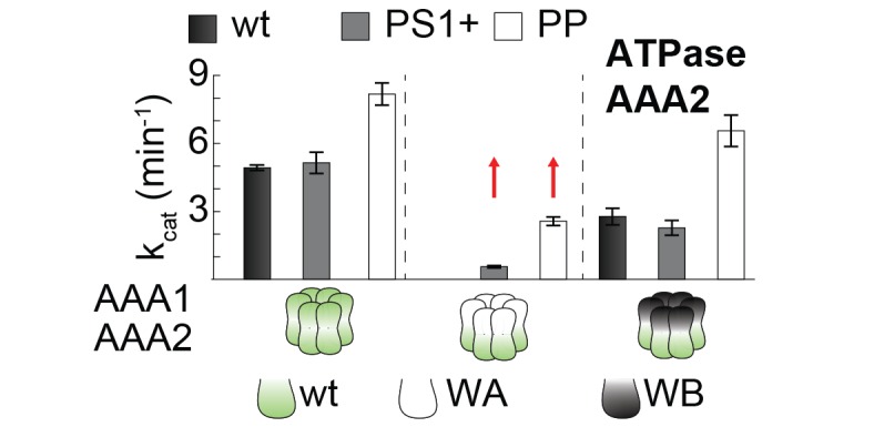 Figure 7—figure supplement 2.