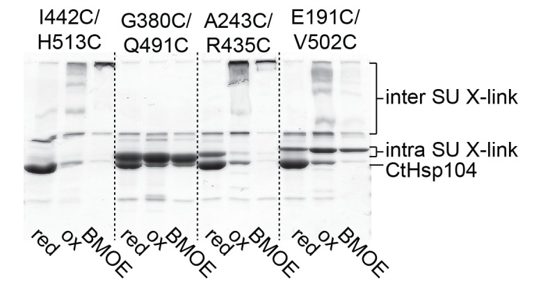 Figure 5—figure supplement 1.