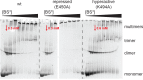 Figure 4—figure supplement 1.