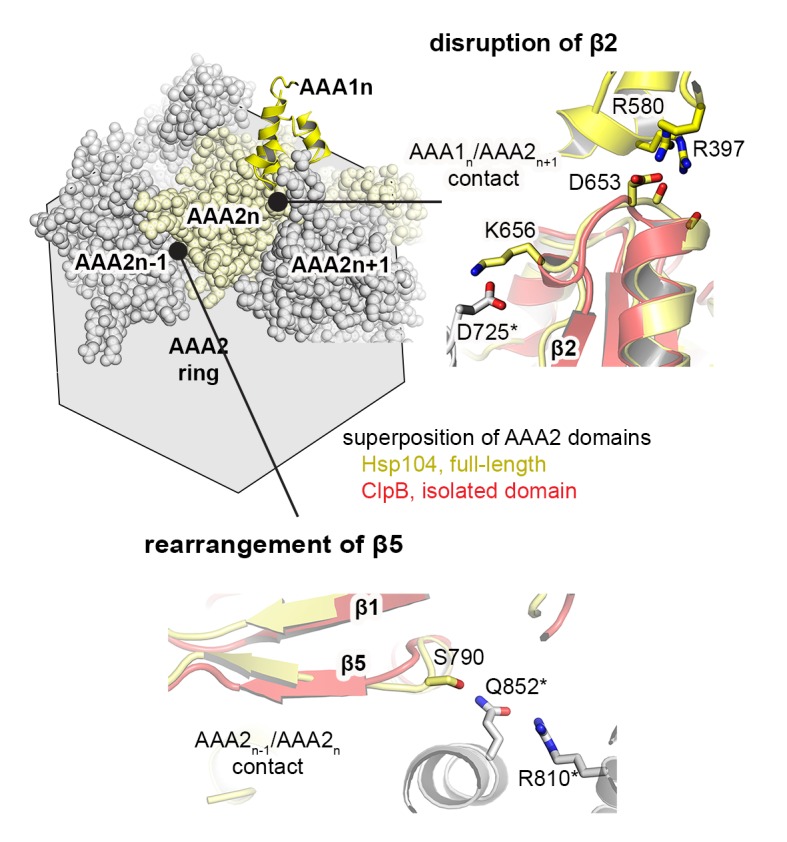 Figure 7—figure supplement 1.