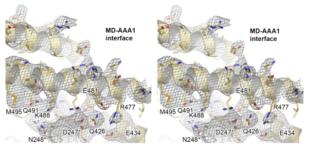 Figure 1—figure supplement 1.