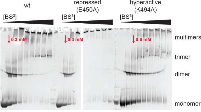 Figure 4—figure supplement 1.