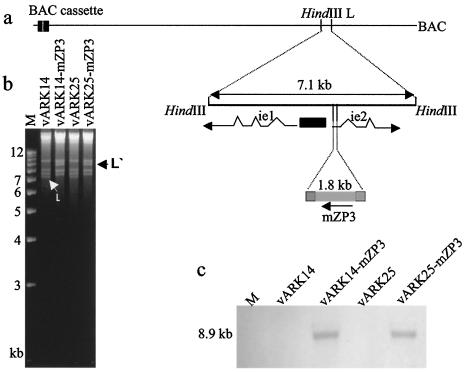 FIG. 5.