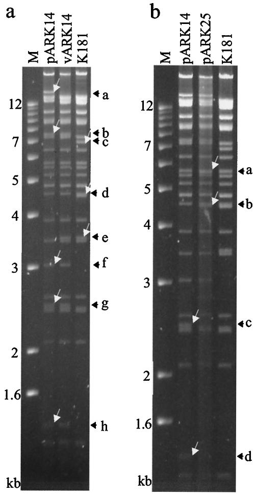 FIG. 2.