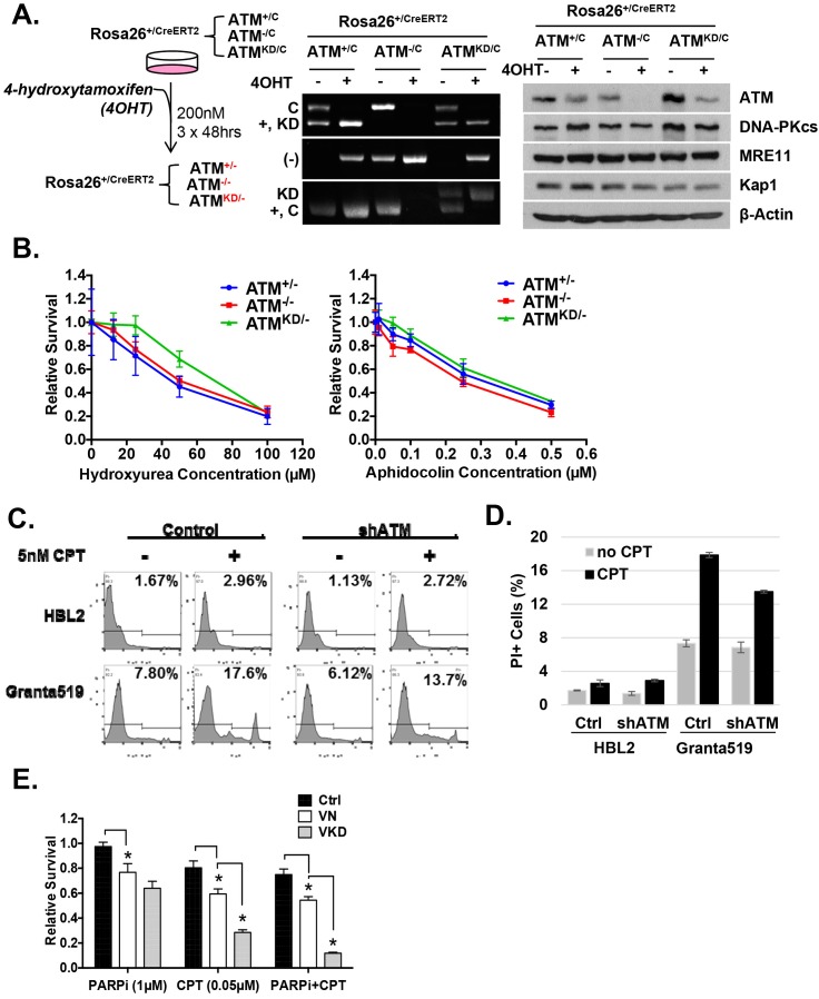 Figure 3—figure supplement 1.