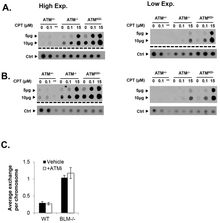 Figure 5—figure supplement 1.