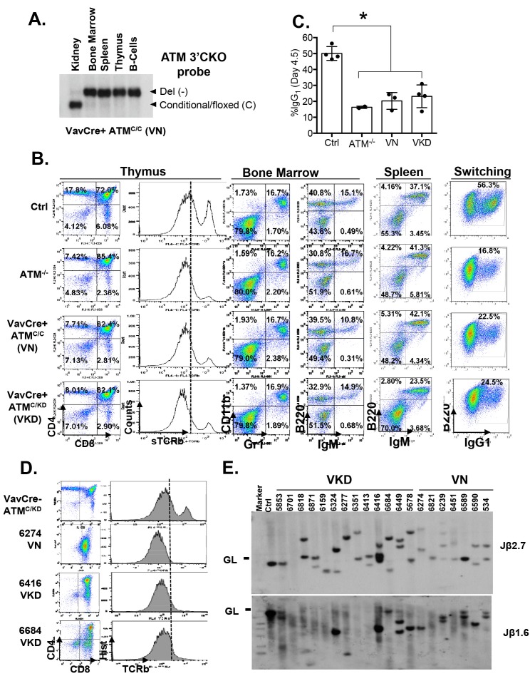 Figure 2—figure supplement 1.