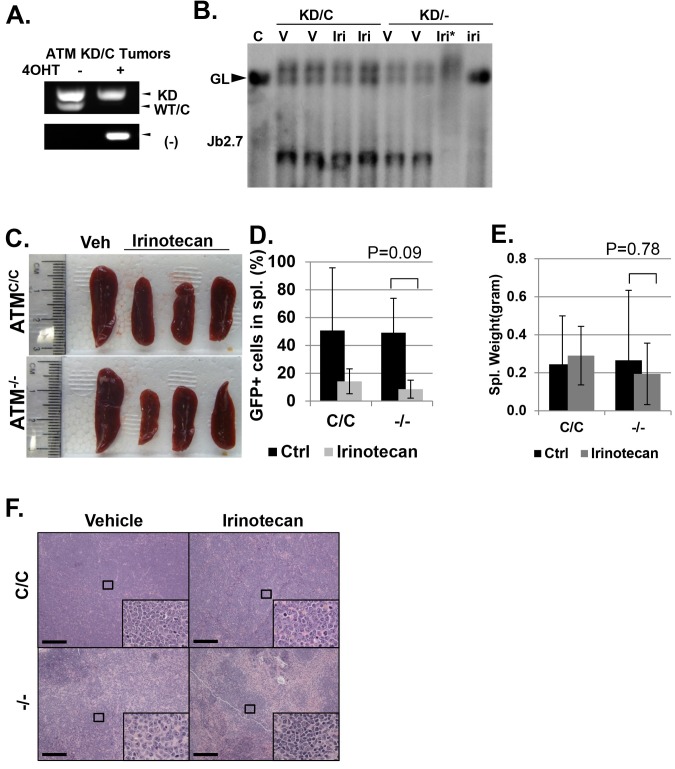 Figure 4—figure supplement 1.