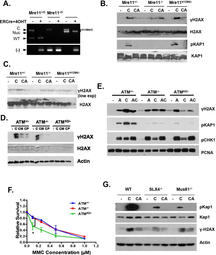 Figure 7—figure supplement 1.