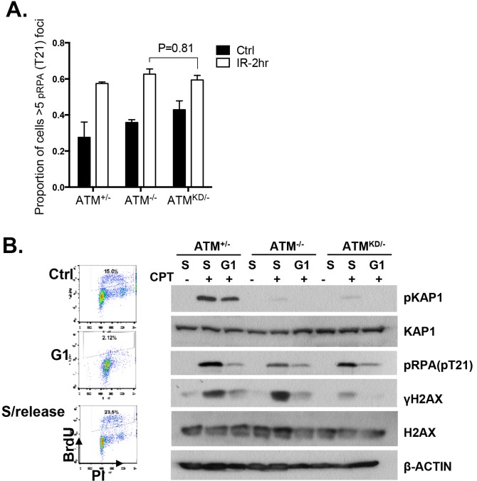 Figure 6—figure supplement 1.