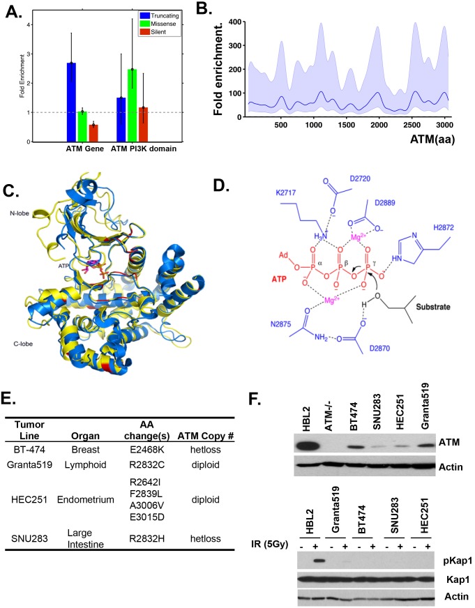 Figure 1—figure supplement 1.