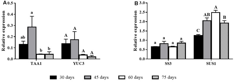 FIGURE 3