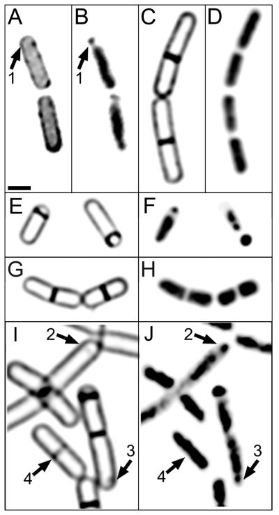 FIG. 2.