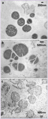 Fig. 5