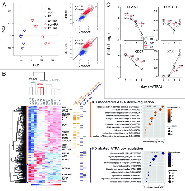 graphic file with name rna-11-777-g2.jpg