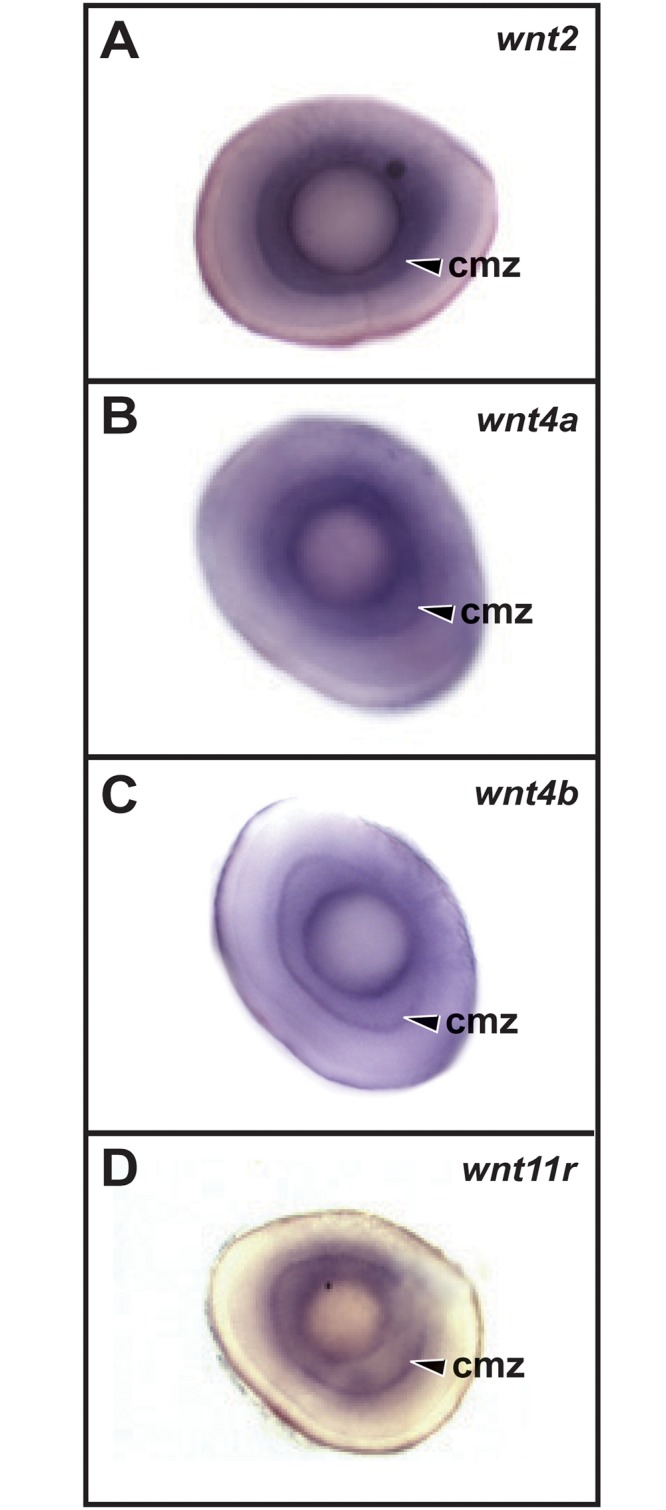 Fig 3