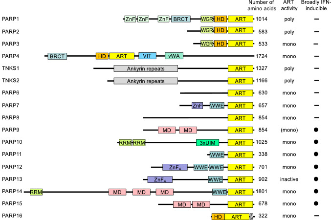 Box 1 Brief summary of eukaryotic, intracellular ADP-ribosyltransferases and their catalytic activities