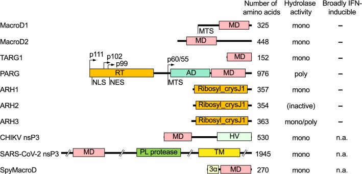 Box 2 ADP-ribosylhydrolases reverse ADP-ribosylation