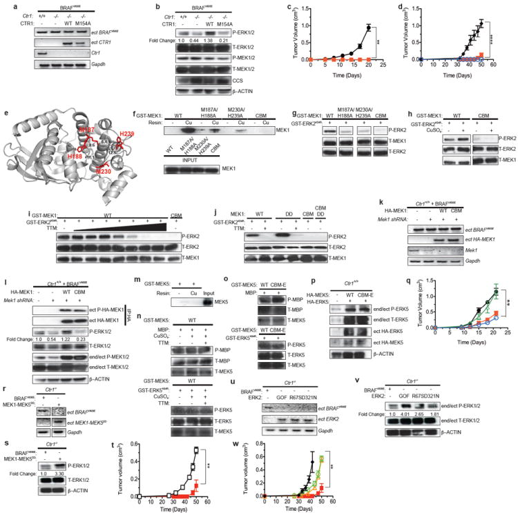 Copper is required for oncogenic BRAF signaling and tumorigenesis - PMC