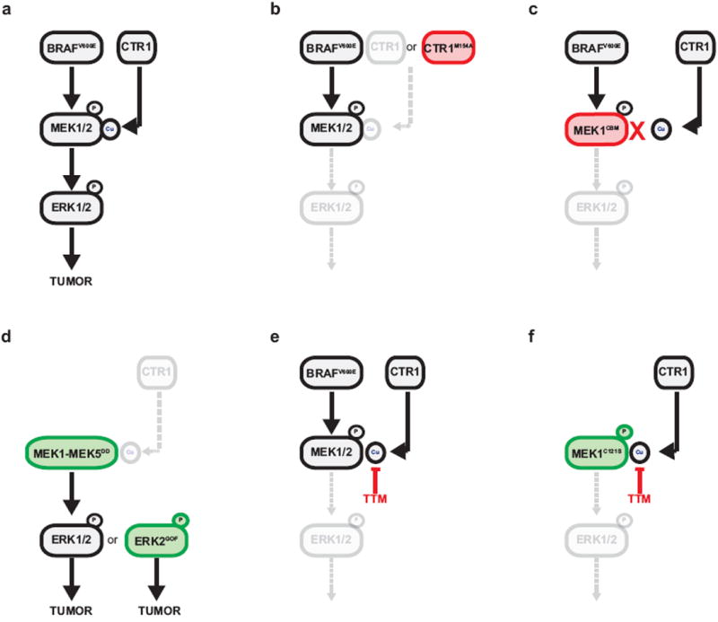 Copper is required for oncogenic BRAF signaling and tumorigenesis - PMC