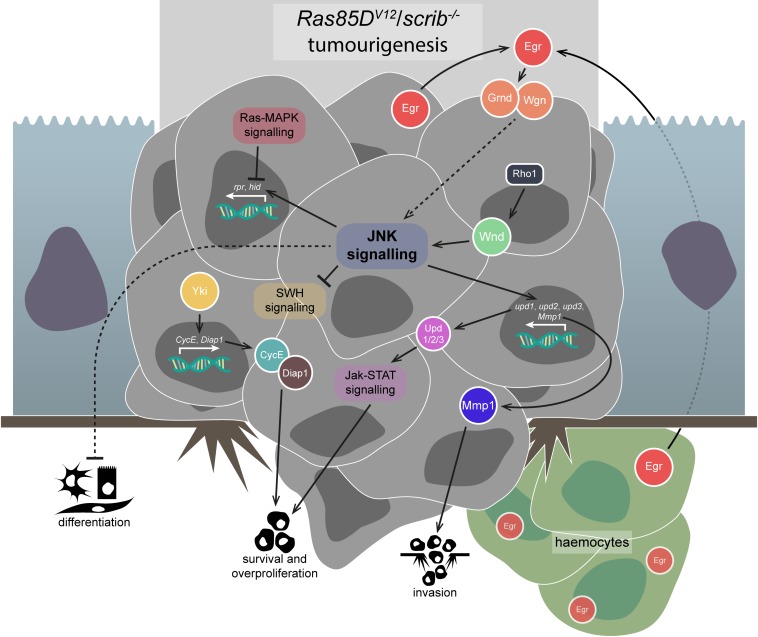 FIGURE 3