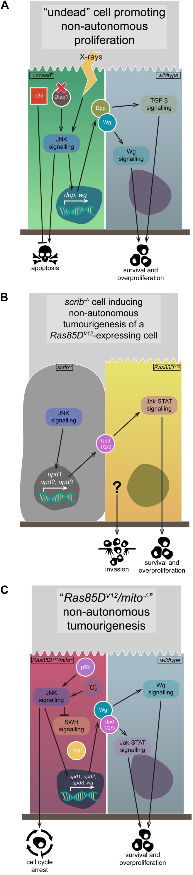 FIGURE 4