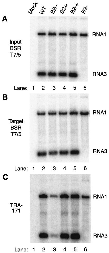 FIG. 1.