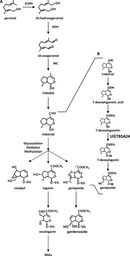 FIGURE 1.