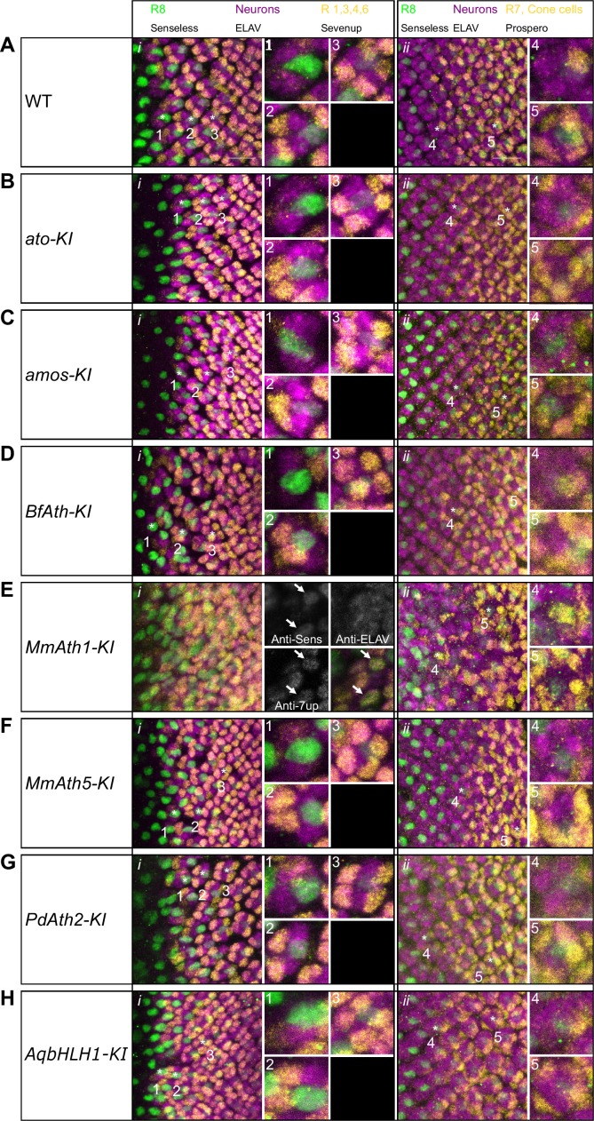 Figure 2—figure supplement 2.