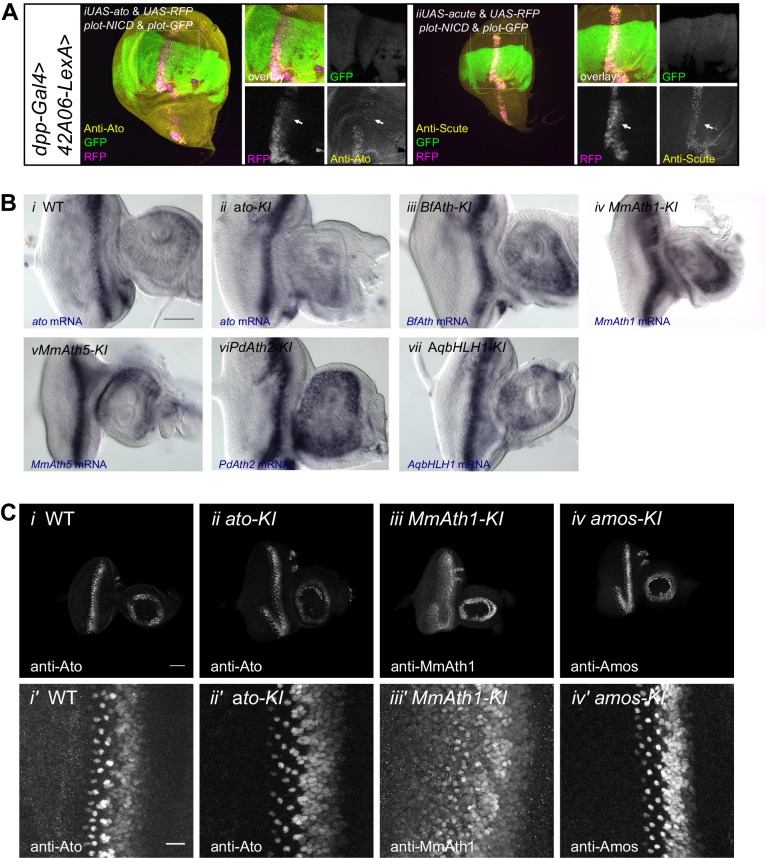 Figure 6—figure supplement 1.