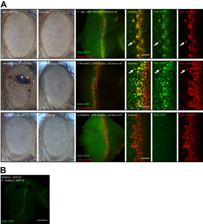 Figure 6—figure supplement 2.