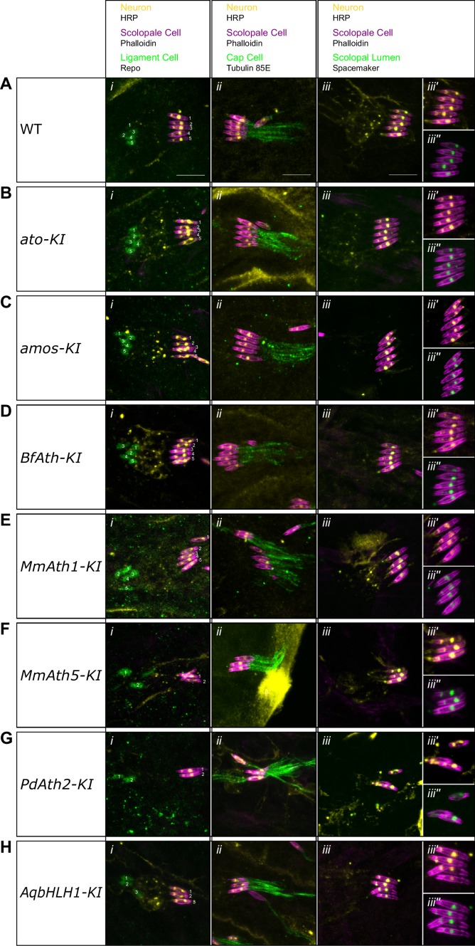 Figure 3—figure supplement 1.