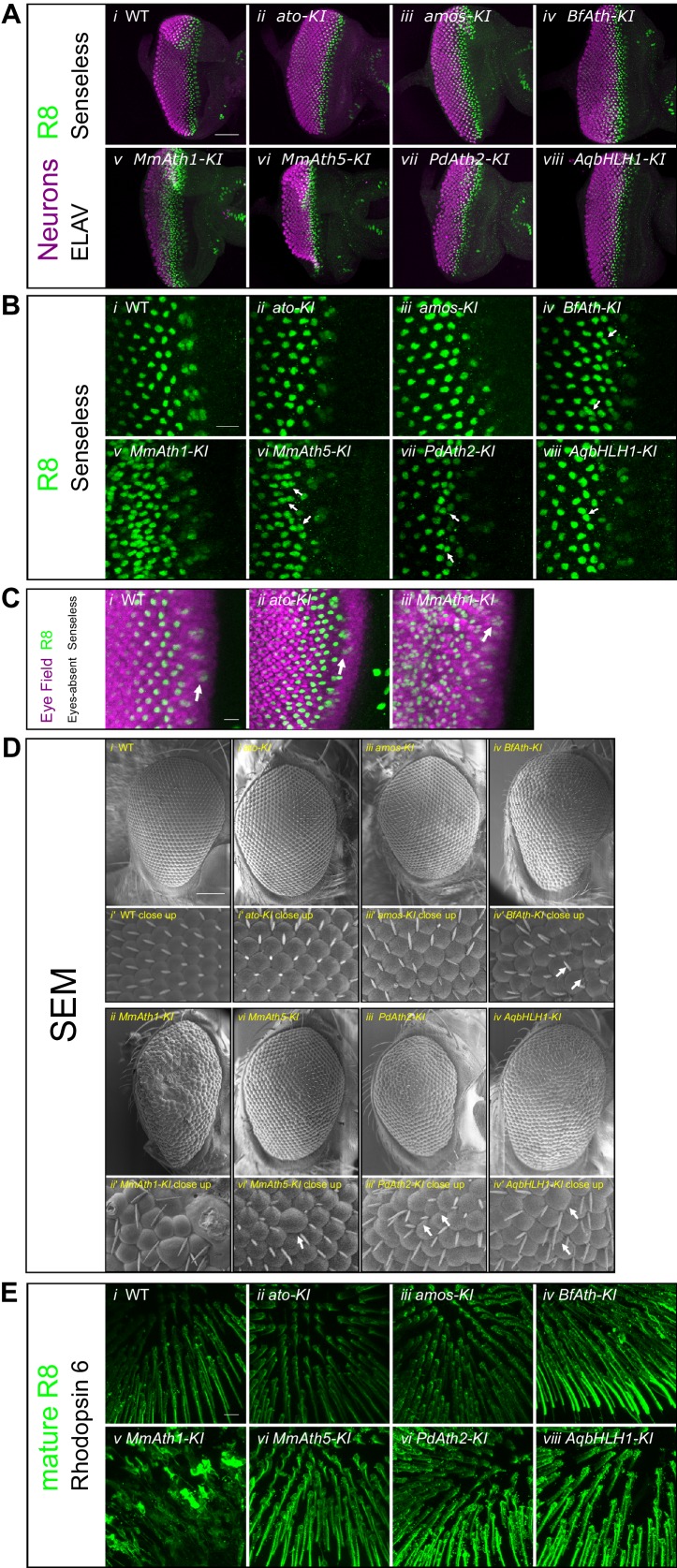 Figure 2—figure supplement 1.