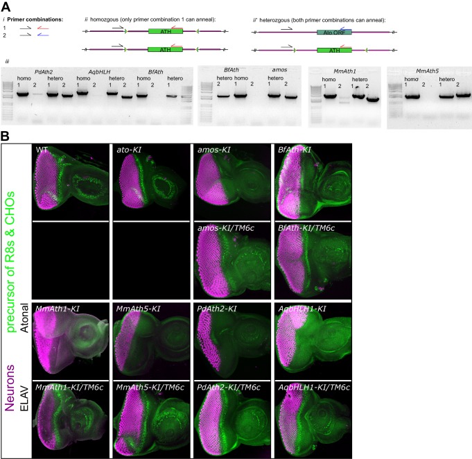 Figure 1—figure supplement 1.